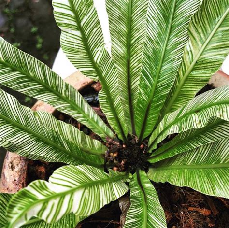 火焰鳥巢蕨|Asplenium nidus variegated 花葉鳥巢蕨